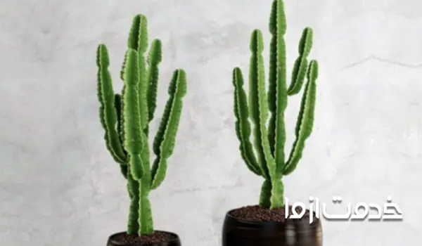 کاکتوس افوربیا